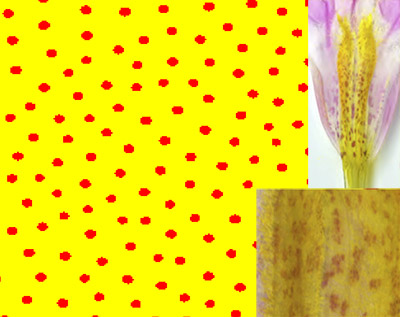 Simulated Mimulus pattern